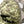 Load image into Gallery viewer, Gull FB Snapback Cap Camo Green