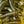 Load image into Gallery viewer, Whiptail Grub