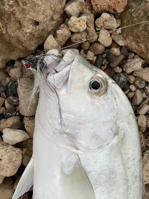 Bullet Eye Fly Olive